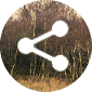 Blf-share-button.png